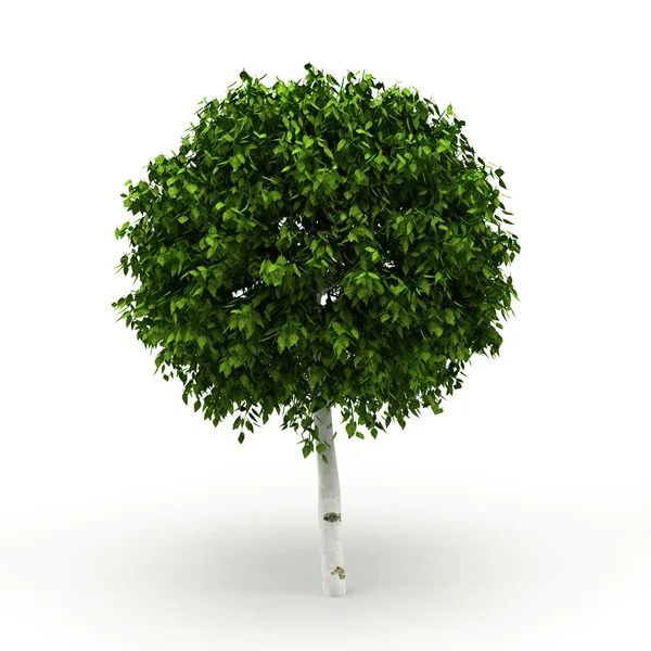 Árvore decorativa isolada — Fotografia de Stock