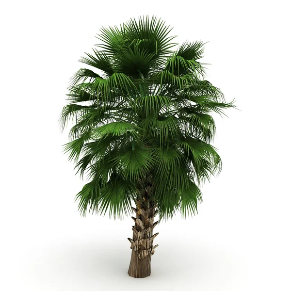 Exotisk palm isolerade — Stockfoto