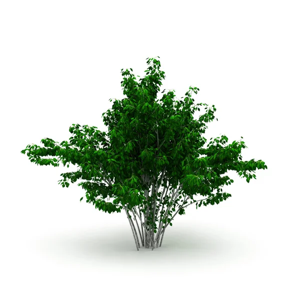 Arbusto decorativo isolado — Fotografia de Stock