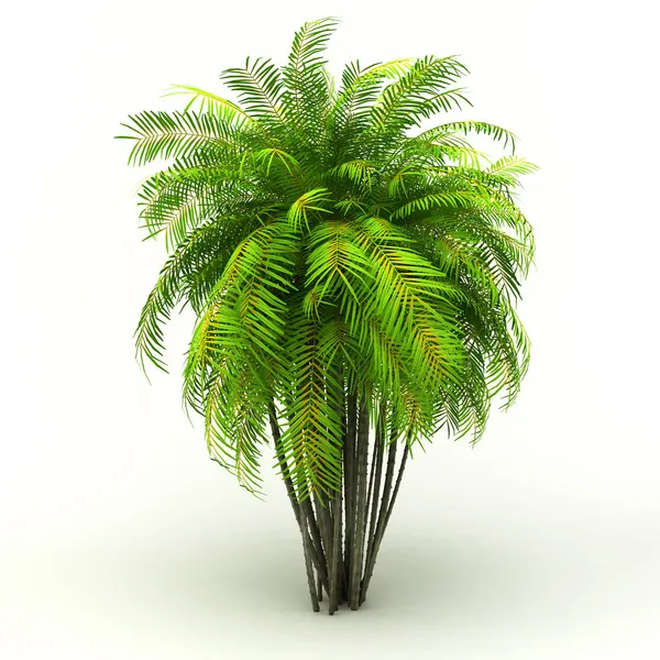 Exotic plant tree isolated — Stock Photo, Image