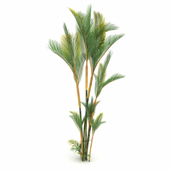 Árbol vegetal exótico aislado — Foto de Stock
