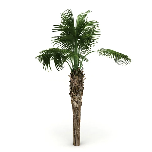 stock image Exotic palm isolated