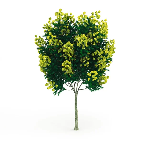 Decorative tree with yellow flowers — Stock Photo, Image