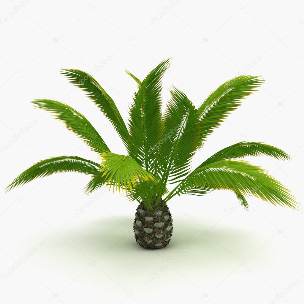 Small decorative palm isolated