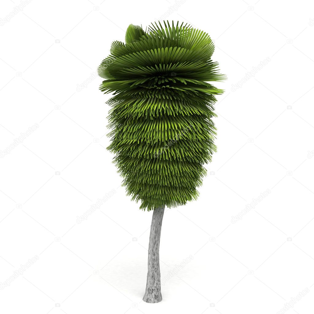 Exotic palm tree isolated