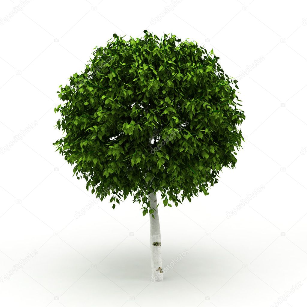 Decorative tree isolated