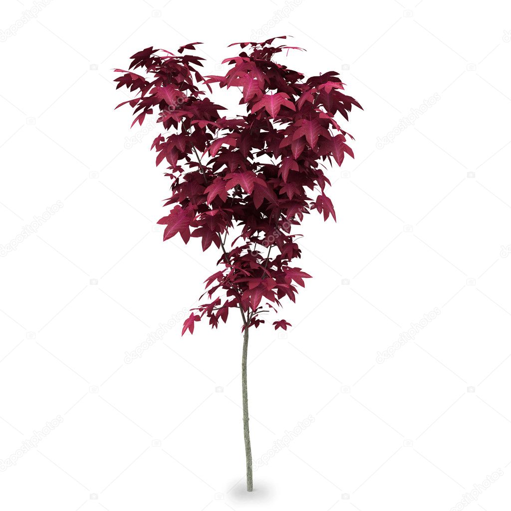 Red leaf tree isolated