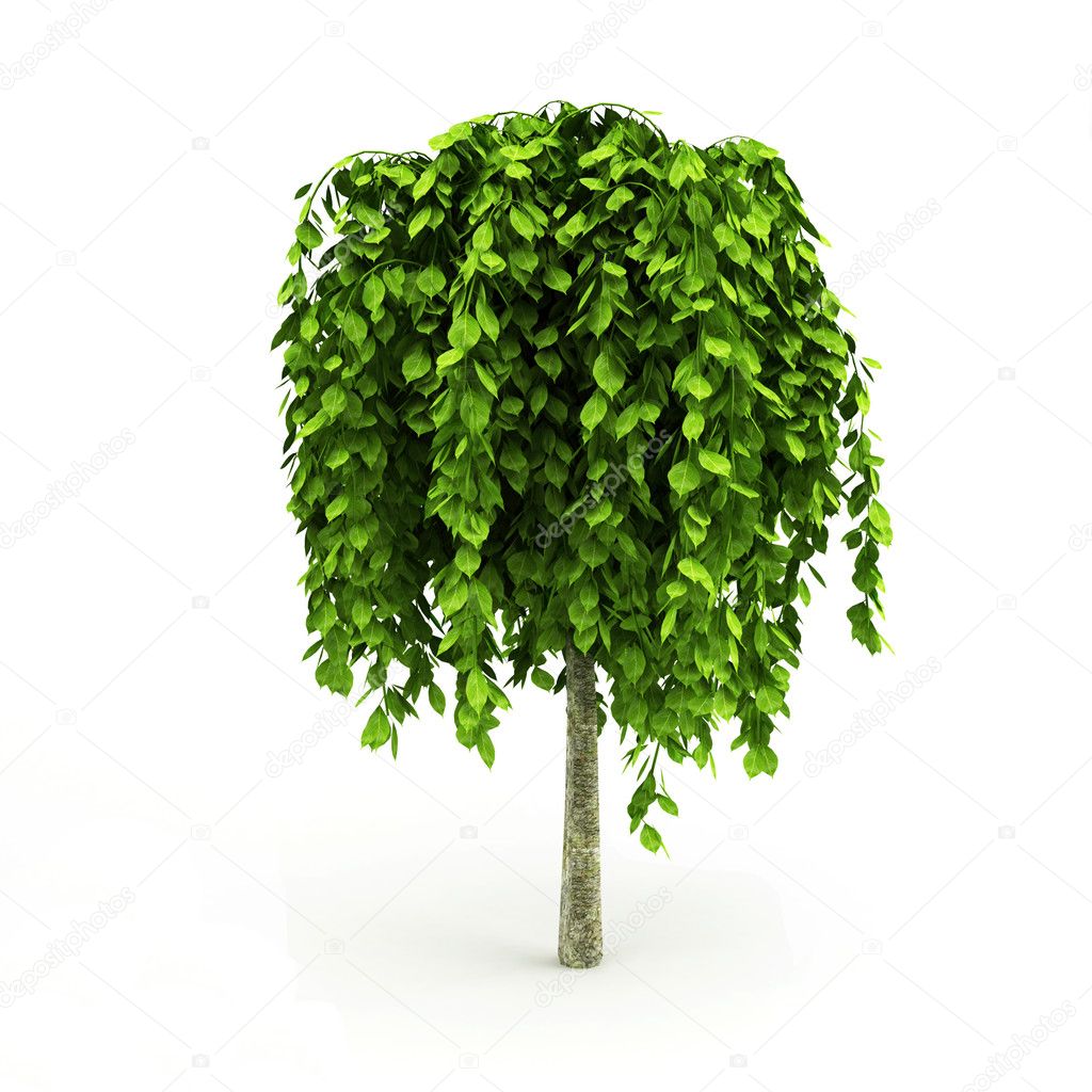 Light green tree with big leaves isolated