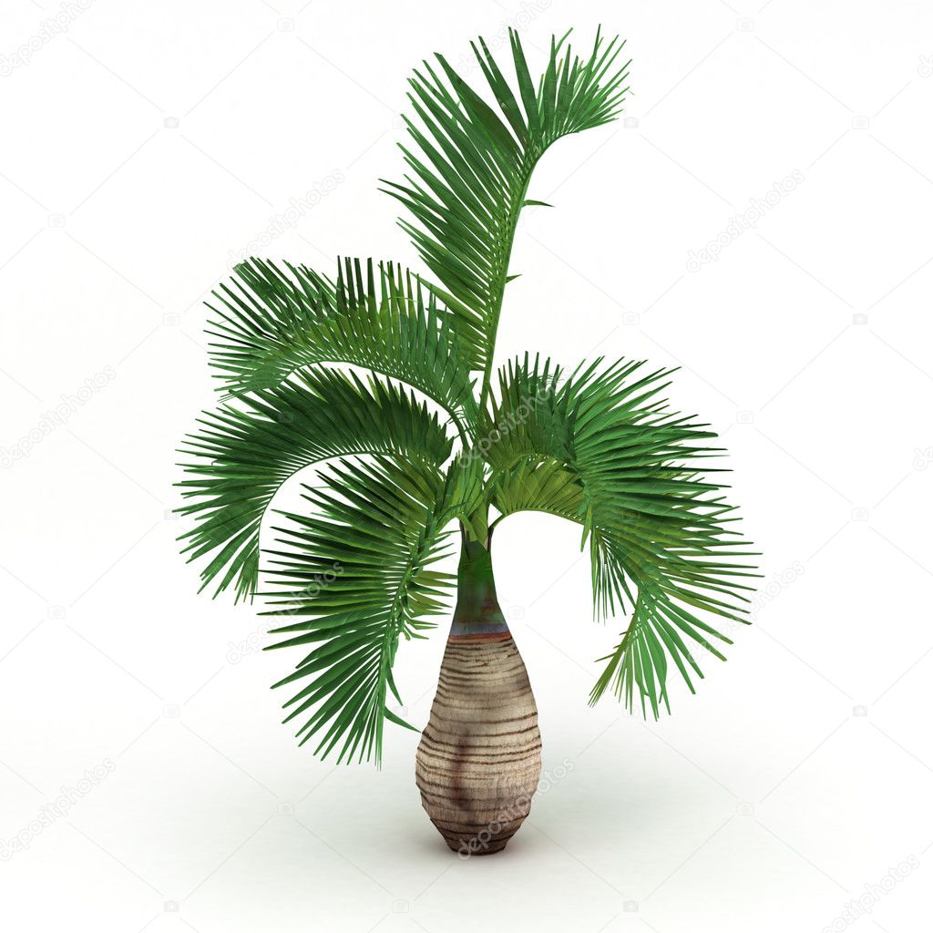 Wild bich palm isolated
