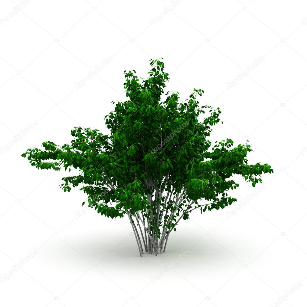 Decorative bush isolated
