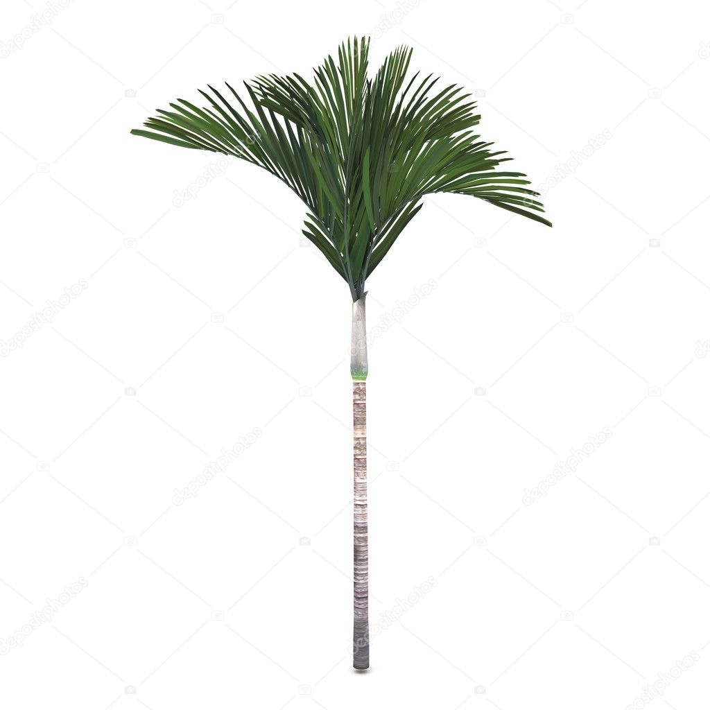 Exotic palm plant tree
