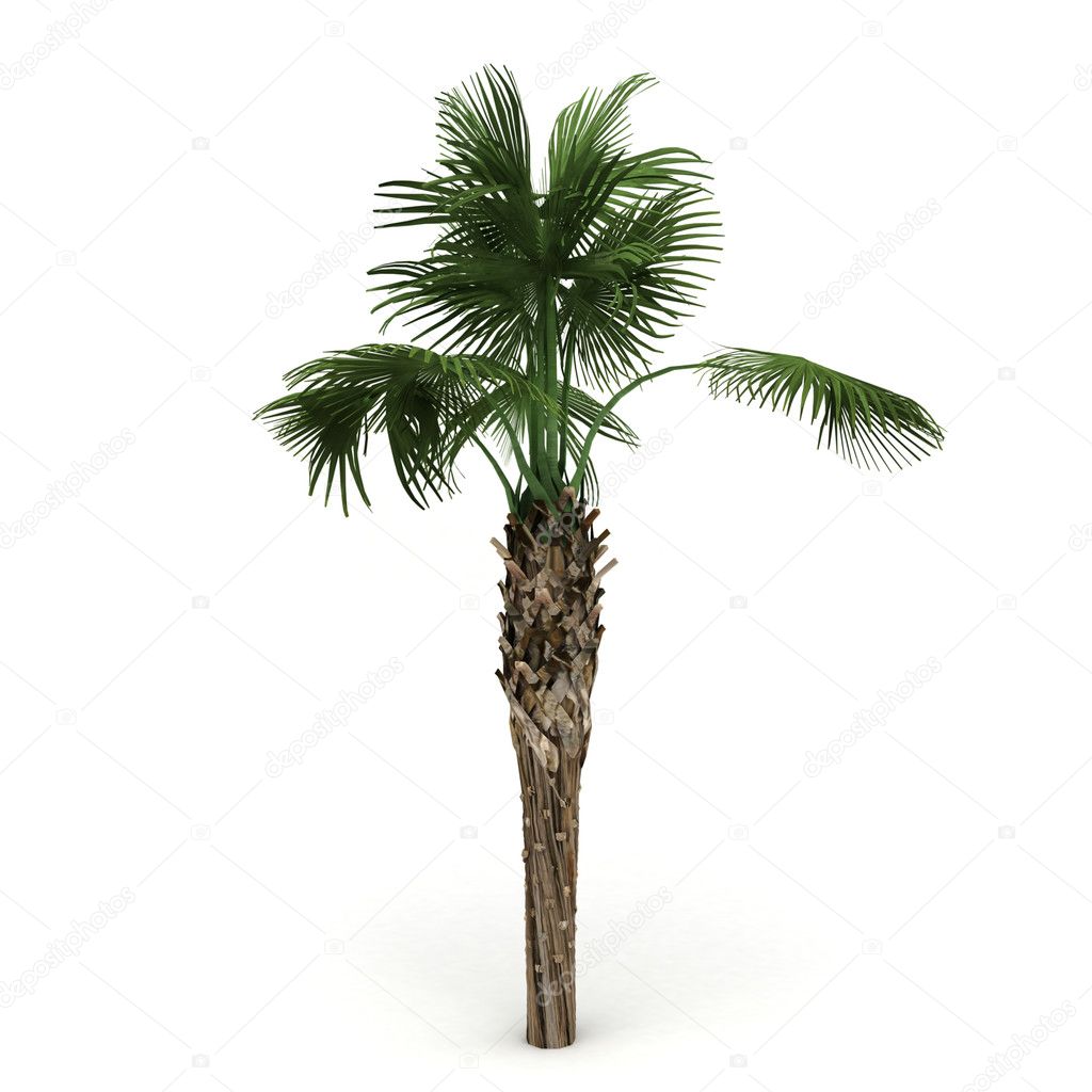 Exotic palm isolated