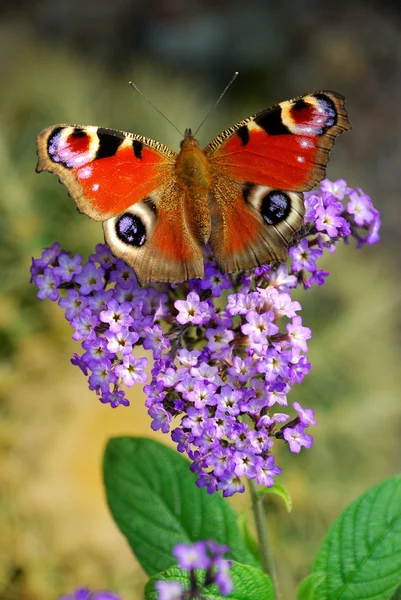 stock image The beautiful butterfly on a flower