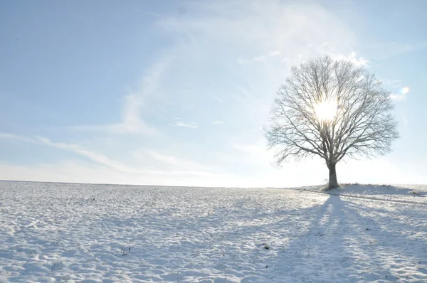 Verschneite Winterlandschaft Mit Einzelnem Baum Gegtenlicht — Stok Foto