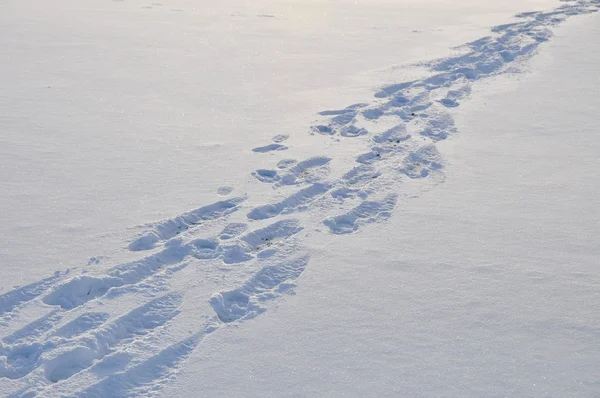 Diagonale Viele Fußspuren Schnee Gegenlicht — Stok fotoğraf