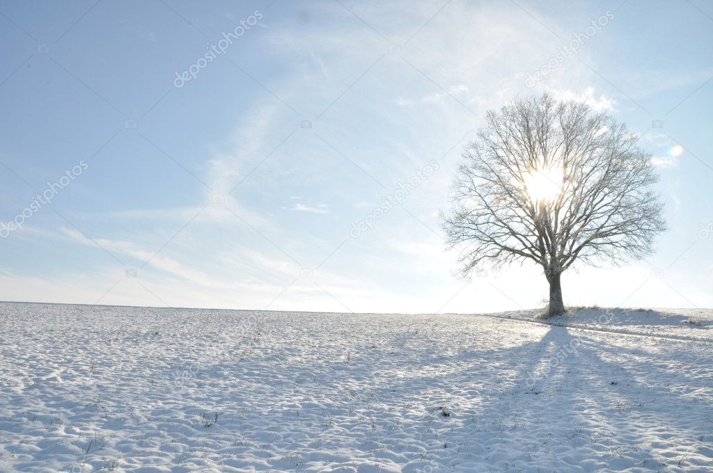 Verschneite Winterlandschaft mit einzelnem Baum im Gegtenlicht
