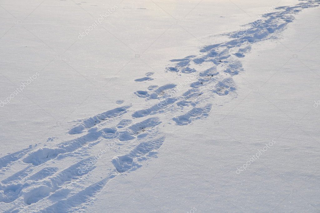 Fussspuren Im Schnee Stock Photo C Geronimo