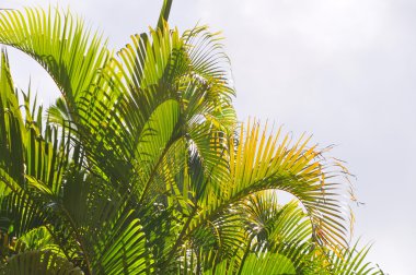 Palmbläter im Gegenlicht