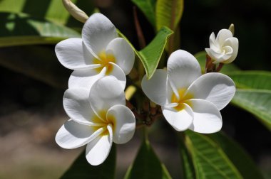 Weiße plumeria