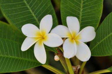 Weiße plumeria