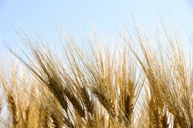 Gerstenähren gegen den Himmel