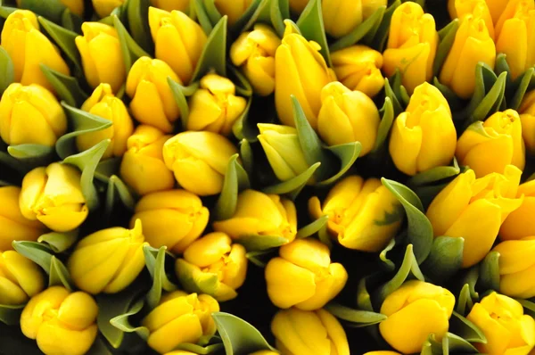 stock image Gelbe Tulpen formatfüllend