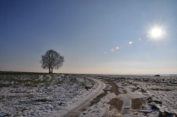 Einsamer Baum Auf Wiese Horizont Winter — Stockfoto