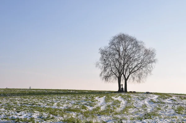 Einsamer Baum Auf Wiese Horizont Winter — Stockfoto