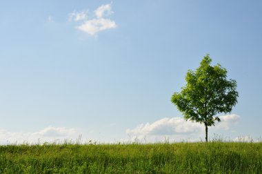 Einsamer Baum auf Wiese am Horizont clipart