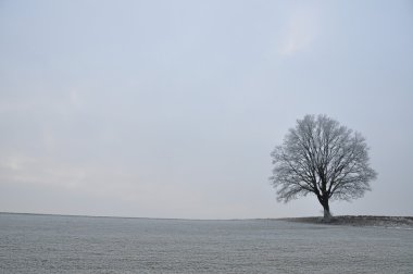 einsamer baum im kış