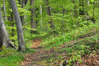 Waldweg Im Mai