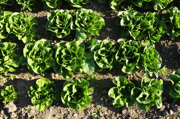 Salat Kopf — Fotografia de Stock