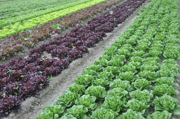 Salatanbau em Reihen — Fotografia de Stock