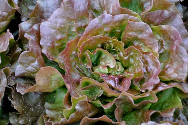 Dunkler Salat — Stockfoto
