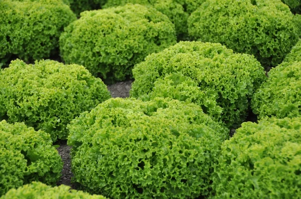 stock image Lollo Bianco Salat