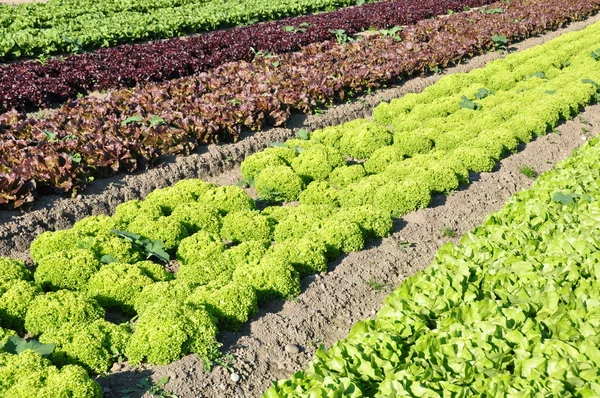 Salatanbau Auf Dem Feld — Fotografia de Stock
