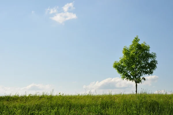 Einsamer Baum Auf Wiese Estou Horizont — Fotografia de Stock