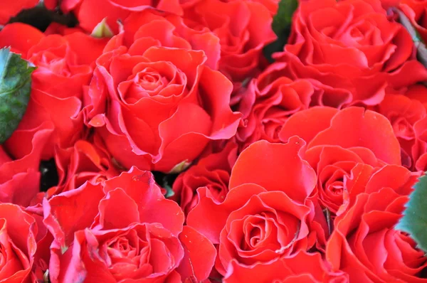 Rote Rosen Detail Formatiert — Stockfoto