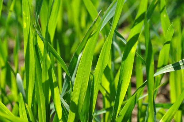 Junge Getreidehalme Sonnigen Gegenlicht — Stock Photo, Image