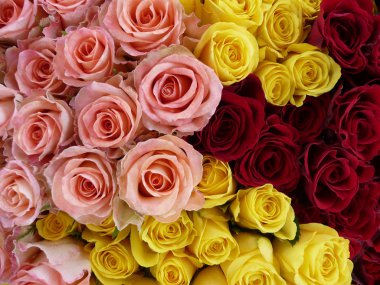 Rote, gelbe und rosa Rosen clipart