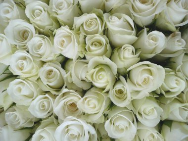 Weiße Rosen clipart