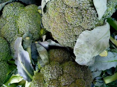 Brokkoli formatfüllend