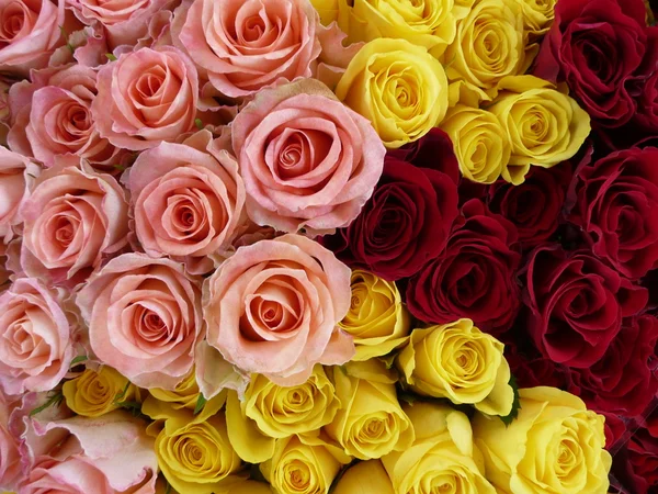 Rote, möjligt und rosa rosen — Stockfoto