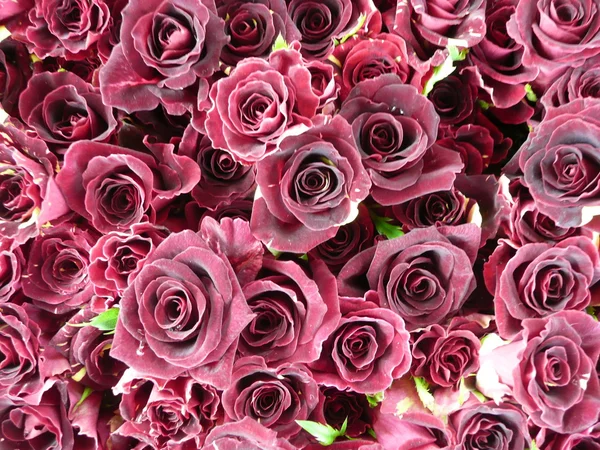 Rote Rosen Detalle Formatfüllend — Foto de Stock