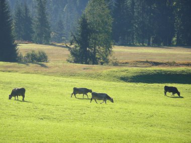 Allgäuer Kühe auf Bergwiese