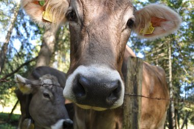 Portrait einer Allgäuer Kuh