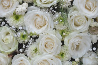 Weiße Rosen im Detail formatfüllend clipart