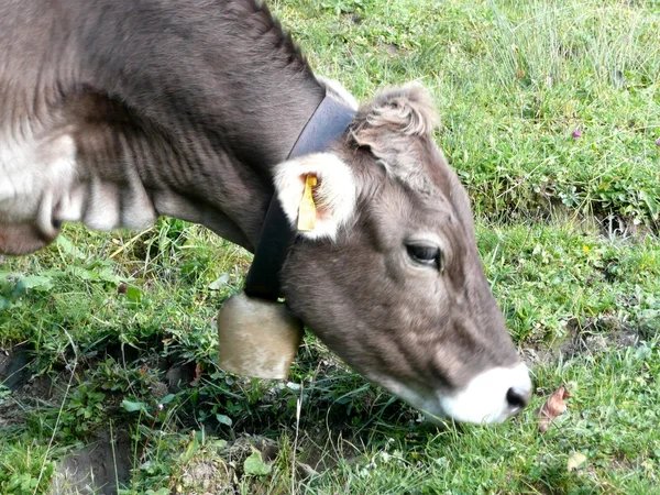 Allgäuer Kuh — Stockfoto