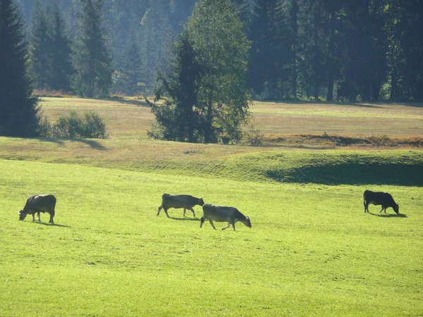 Allgäuer Kühe Auf Bergwiese — Stockfoto
