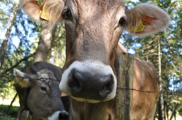 Portrait Einer Allgäuer Kuh — Stockfoto